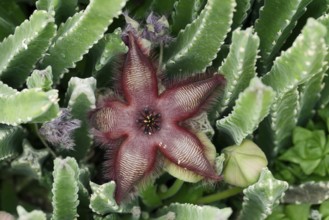 Carrion flower (Stapelia hirsuta), flower, occurrence in South Africa
