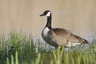 Canada goose (Branta canadensis) standing on the lakeshore, North Rhine-Westphalia, Germany