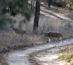 Axis deer or chitals (Axis axis) crossing a sandy track, Ranthambore National Park, Rajasthan,