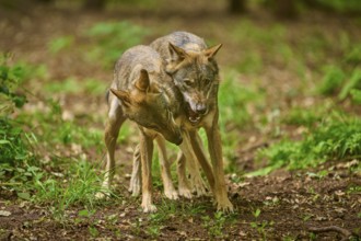 Two wolves standing close together in a natural forest area, Wolf (Canis Lupus), Germany