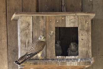 Kestrel (Falco tinnunculus) female and young birds at the incubator, village in Münsterland, North
