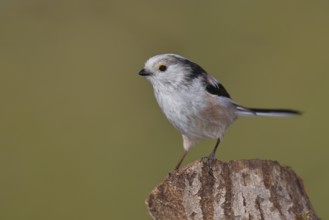 Long-tailed Tit (Aegithalos caudatus), on a tree stump, Wilnsdorf, North Rhine-Westphalia, Germany