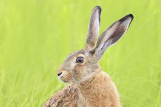 European hare (Lepus europaeus), head portrait, wildlife, animals, mammal, nature photography, Lake