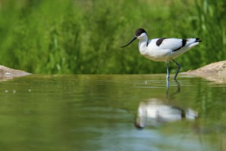 Avocet in the water, surrounded by a green, natural background, Avocet (Recurvirostra avosetta),