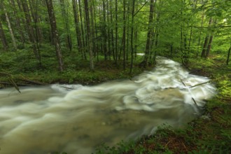 Roaring Weißbach after summer rain near Inzell-