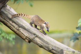 South American coati (Nasua nasua) youngster on an old tree trunk, captive, Zoo Augsburg