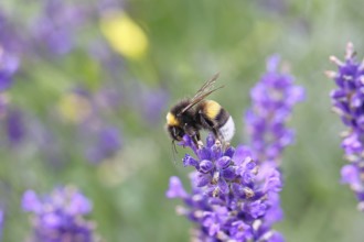 Ground bumblebee (Bombus terrestris), on a lavender flower (Lavandula angustifolia), macro