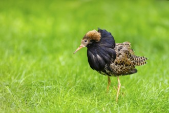 Ruff (Calidris pugnax) male standing on a meadow, captive, Zoo Augsburg, Germany