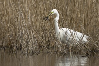 Great white egret (Ardea alba) adult bird in water on the edge of a reedbed with a frog for food in
