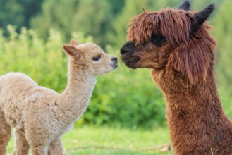 A freshly born white alpaca (Vicugna pacos) stands in front of its brown mother and sniffer on her