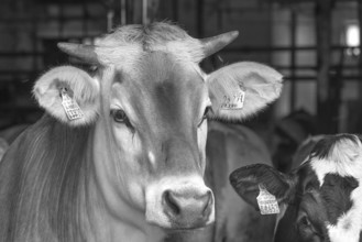 Portrait of a brown cattle, dairy cow looking out of the barn, Bavaria, Germany