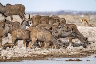 Greater kudu (Tragelaphus strepsiceros), herd, drinking at waterhole, Nxai Pan National Park,