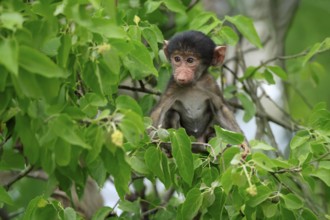 Bear baboon, chacma baboon (Papio ursinus), young, baby, sitting on tree, fragile, Kruger, Kruger