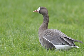 White-fronted goose (Anser albifrons), standing in a meadow in the wintering area, wildlife,