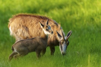 Chamois mother with her young in golden evening light on a green meadow, chamois, chamois,
