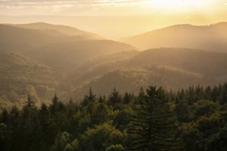 View of the forest from the Teltschikturm at sunset. Wilhelmsfeld, Odenwald, Rhine-Neckar district,