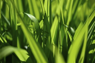Green leaves