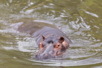 An adult hippopotamus (Hippopotamus amphibius) swimming in a river