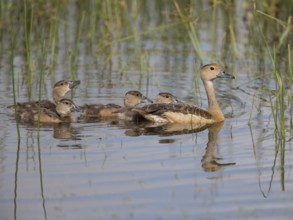 Lesser Whistling Duck (Dendrocygna javanica) with chicks, Sri Lanka