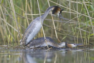 Great Crested Grebe (Podiceps cristatus), Saxony, Germany