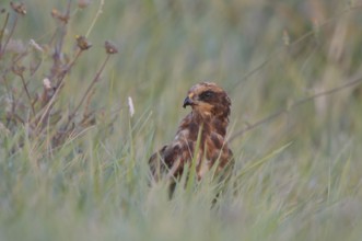 Western Marsh Harrier (Circus aeruginosus) female, France