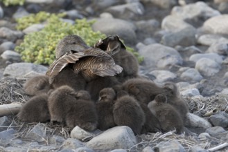 Common Eider (Somateria mollissima) juvenile, Iceland