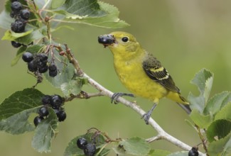 Western Tanager (Piranga ludoviciana) female, British Columbia, Canada
