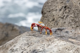 Red rock crab (Grapsus grapsus), San Cristobal, Galapagos, Ecuador