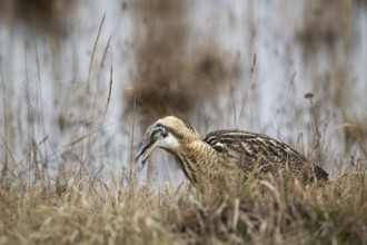 Eurasian Bittern (Botaurus stellaris) foraging, Burgenland, Austria