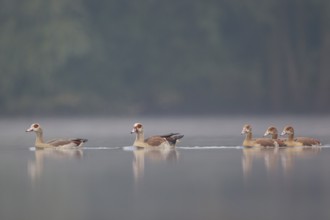 Egyptian Goose (Alopochen aegyptiaca) pair with young on water, North Rhine-Westphalia, Germany