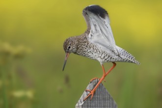 Common Redshank (Tringa totanus), Texel, Netherlands