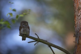 Eurasian Pygmy Owl (Glaucidium passerinum), Poland