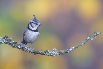 European Crested Tit (Lophophanes cristatus) perched on a branch, Netherlands