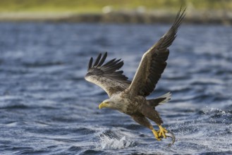 White-tailed Eagle (Haliaeetus albicilla) flying, Nord-Trondelag, Norway