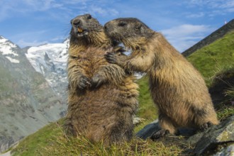 Alpine Marmot (Marmota marmota) two adult in alpine landscape, High Tauern National Park,