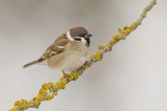 Eurasian Tree Sparrow (Passer montanus) perched on a lichen branch, Poland