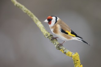 European Goldfinch (Carduelis carduelis) perched on a lichen branch, Poland
