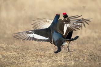 Black Grouse (Lyrurus tetrix) male mating, Nizhegorodskaya, Russia