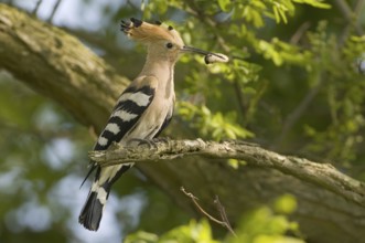 Eurasian Hoopoe (Upupa epops), Brandenburg, Germany