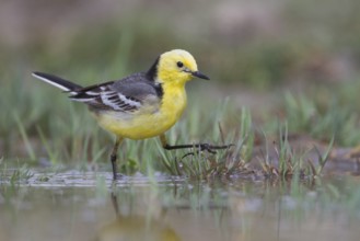 Citrine Wagtail - Zitronenstelze - Motacilla citreola ssp. citreola, Kazakhstan