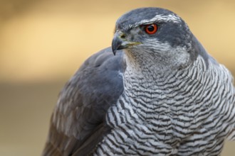 Northern Goshawk (Accipiter gentilis), adult male, Castile and Leon, Spain