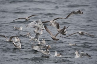 European Herring Gull & Mew Gull & Great Black-backed Gull (Larus argentatus & Larus canus & Larus