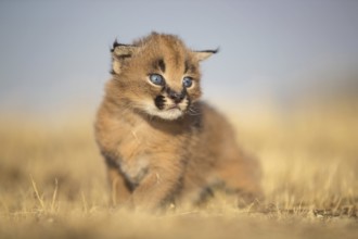 Caracal (Caracal caracal) cub, Castile-La Mancha, Spain