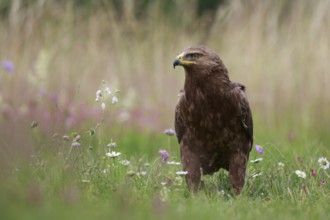 Lesser Spotted Eagle (Clanga pomarina) on grassland, Poland