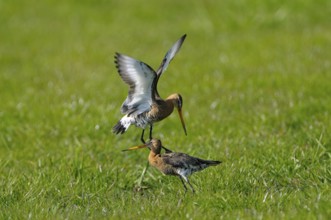Uferschnepfe (Limosa limosa), Black-tailed Godwit, kaempfende Altvoegel, Mai, Nijkerk, Gelderland,