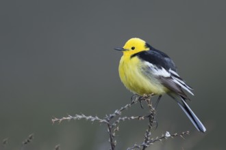 Citrine Wagtail - Zitronenstelze - Motacilla citreola ssp. calcarata, Kyrgyzstan, adult male