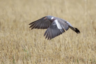 Common Wood Pigeon (Columba palumbus) flying, North Rhine-Westphalia, Germany