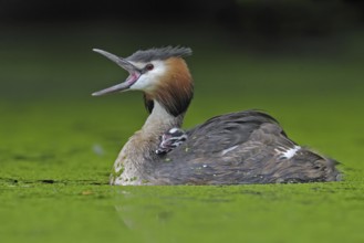 Great Crested Grebe (Podiceps cristatus), North Rhine-Westphalia, Germany