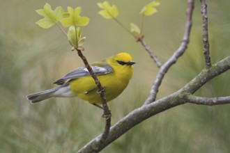 Blue-winged Warbler (Vermivora cyanoptera), Ontario, Canada
