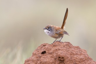 Striated Grasswren (Amytornis striatus rowleyi), Queensland, Australia